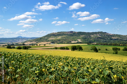 Beautiful view on a plain with agricultural sunflower cultivation and a volcanic hill