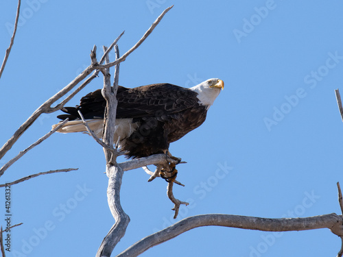 Bald eagle with fish and bald eagle on branch