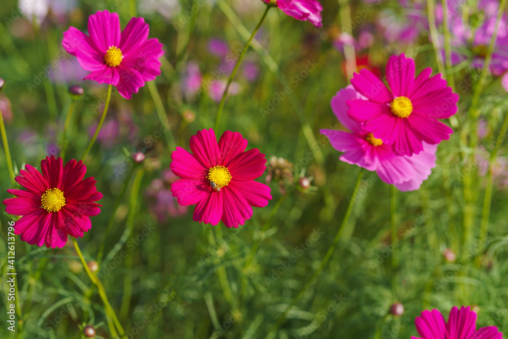 Cosmos colorful flower in the beautiful garden Cosmos colorful flower in the beautiful garden
