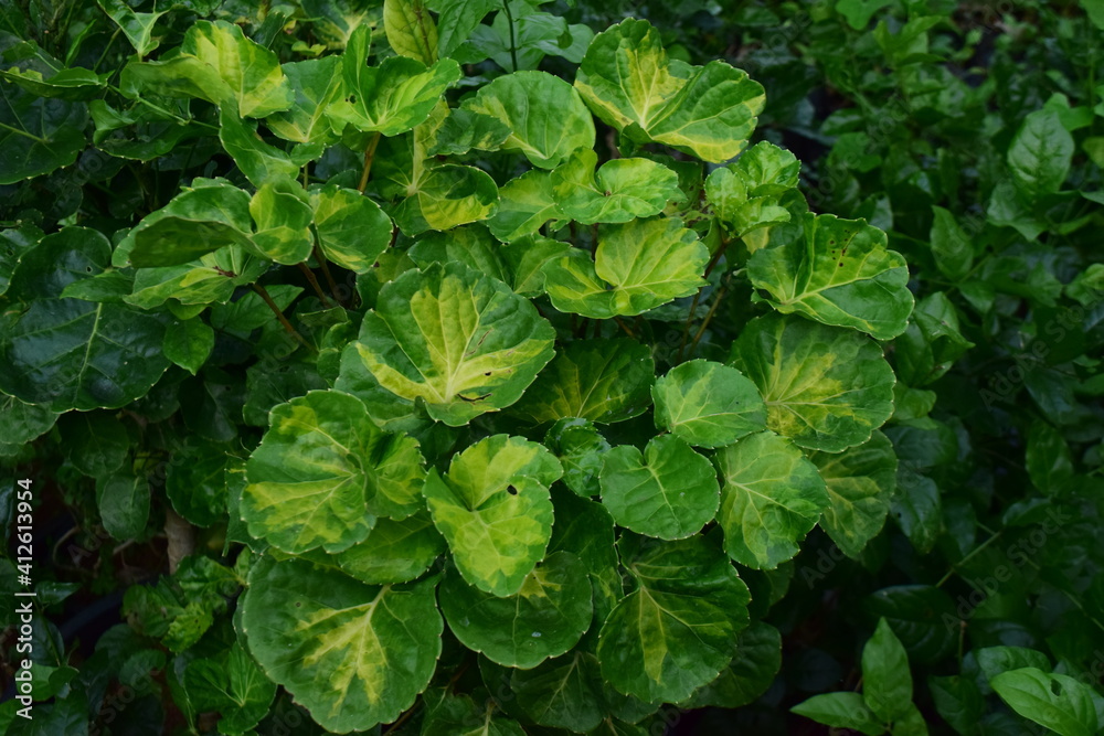 Exclusive Greeny Color of Leaves Beautiful Scenario Image Zoom View Exclusive Greeny Color of Leaves Beautiful Scenario Image Zoom View