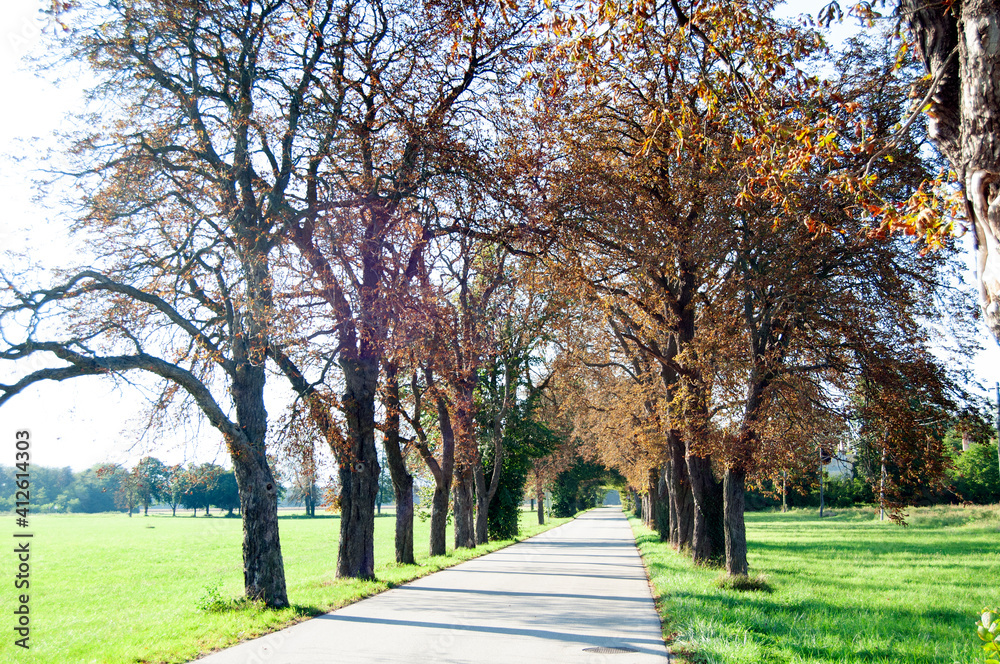 Naklejka premium tree line