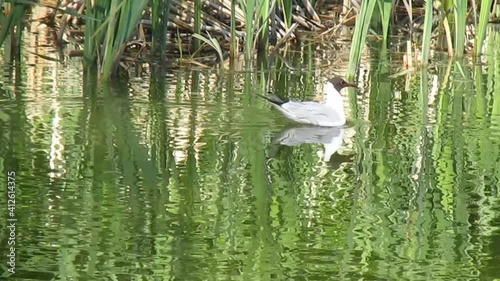 reeds in the water, gull swimmg in the pond in summer photo