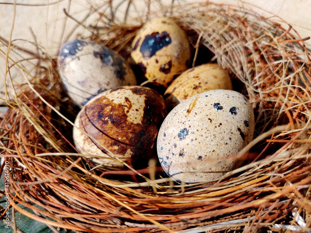 Common quail bird eggs inside a nest, Quail eggs are considered a delicacy in many parts of the world Common quail bird eggs inside a nest, Quail eggs are considered a delicacy in many parts of the world