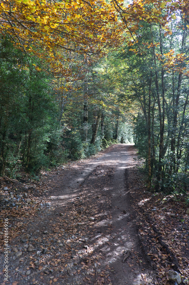 Naklejka premium Autumn view of the Ordesa Y Monte Perdido national park with paths and very colorful trees, in the Aragonese Pyrenees, located in Huesca, Spain.