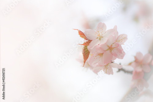 Soft spring background  blur. Blossoming branches of cherry sakura. Copy space.