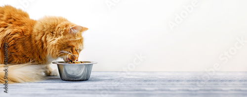 Ginger cat eating cat's food from a bowl. Banner, copy space. photo