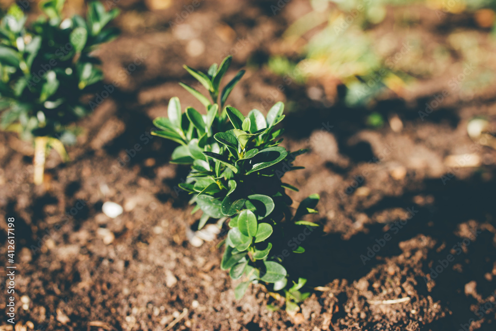 Beautiful boxwood bush in the garden. Shallow depth of field. Beautiful boxwood bush in the garden. Shallow depth of field.