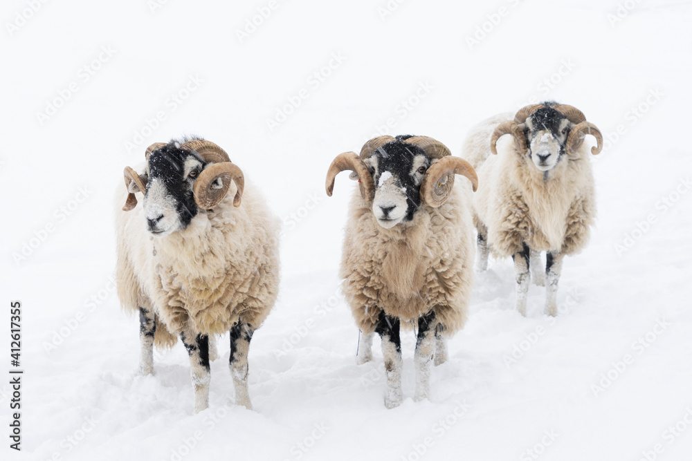 Obraz premium Swaledale rams in a snow covered field