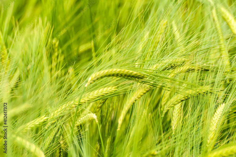 Fototapeta premium Closeup of a blurry wheat field.