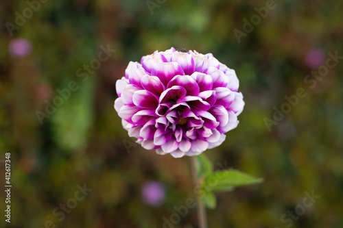 dahlias white and purple