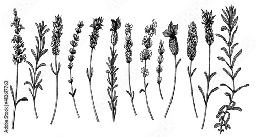 Vector lavender sketch. Set of lavandula flowers in vintage style. Hand drawn illustration for packaging organic and natural products, of greetings card, invitations.