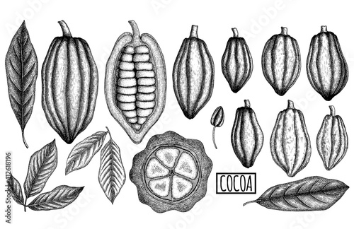 Cocoa pods and leaves set. Hand drawn vector illustration. Vintage elements for packaging, cards, flayers design.