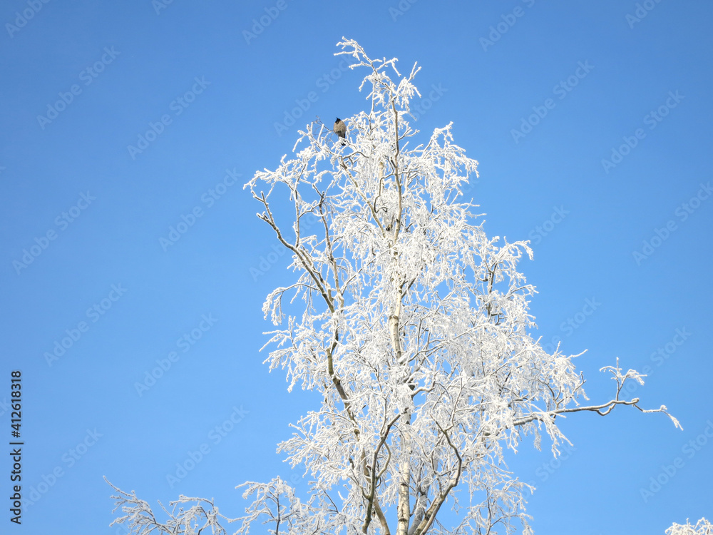 A crow perched on a frozen tree covered