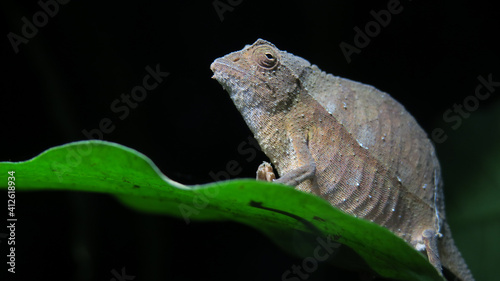 Side profile of tiny pygmy chameleon sitting on a green leave at night.