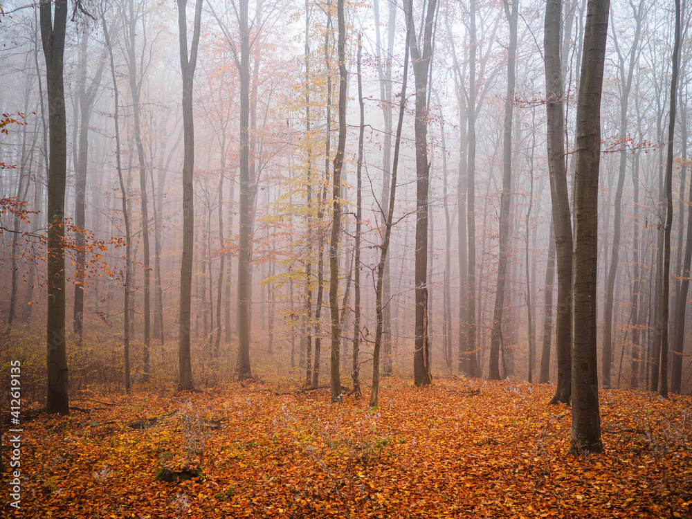 custom made wallpaper toronto digitalautumn forest in the fog