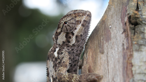 Close up of side profile of smooth chameleon - Chameleo laevigatus