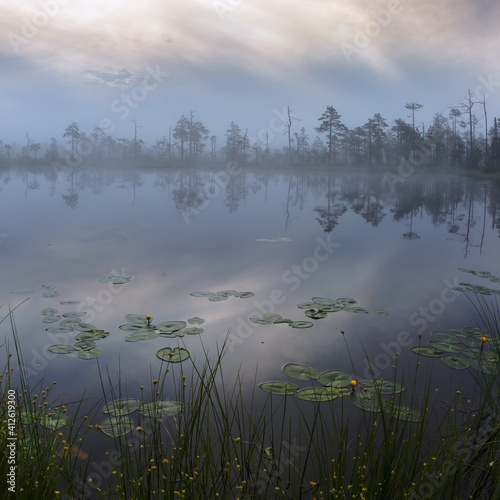 Mystical foggy swamp with pine trees