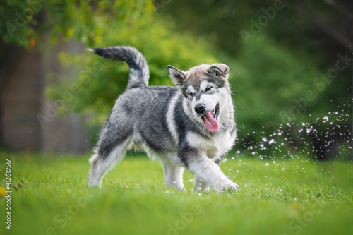malamute puppy photo