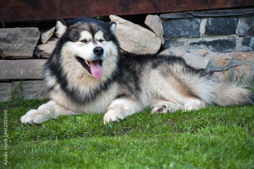 Alaskan Malamute is on a field with green mown grass in summer, tired after a walk Alaskan Malamute is on a field with green mown grass in summer, tired after a walk