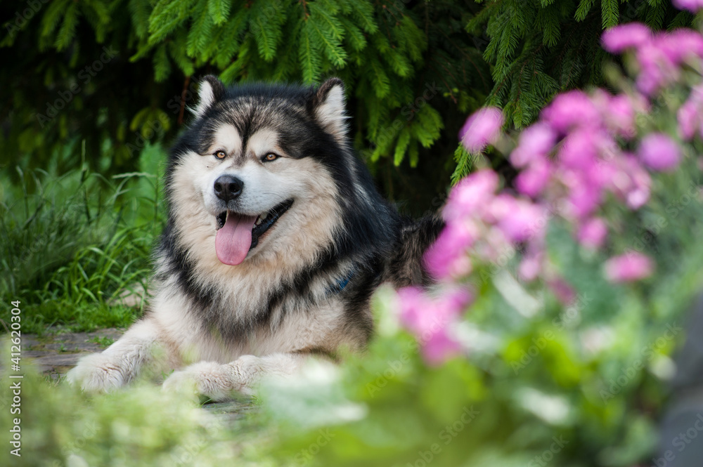 Alaskan Malamute resting at yard with flowers