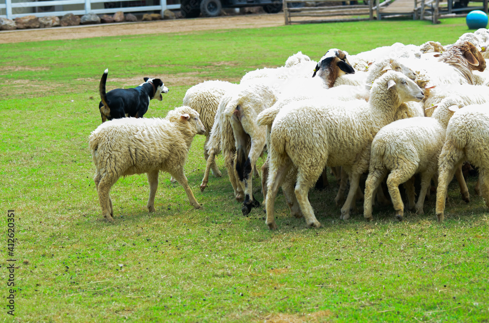 Dog shepherd or sheepdog running to the sheep and bring them back to the house sheepfold on green grass field Dog shepherd or sheepdog running to the sheep and bring them back to the house sheepfold on green grass field