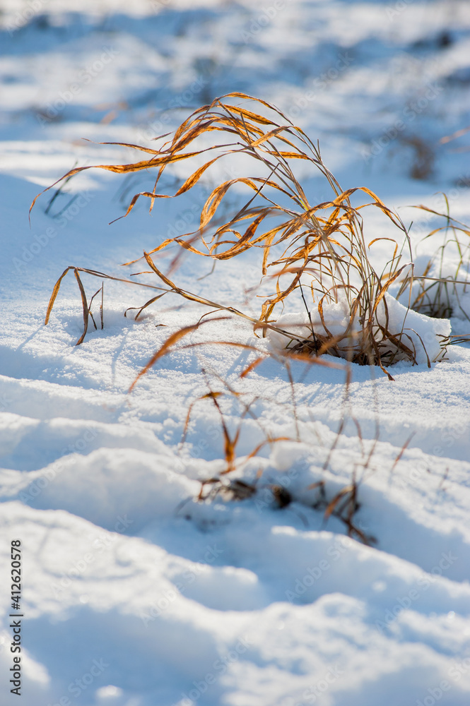 Obraz premium yellow grass feathers in the snow, beautifully illuminated by the sun