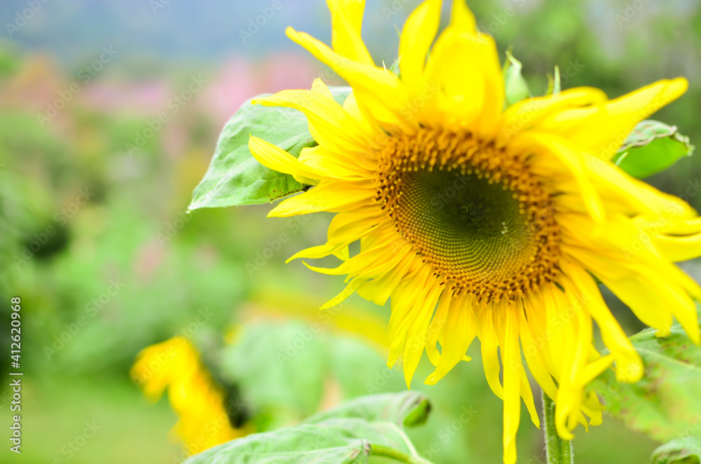 Fototapeta premium Chrysanthemum flower yellow color blurred background with green leaves in the park garden