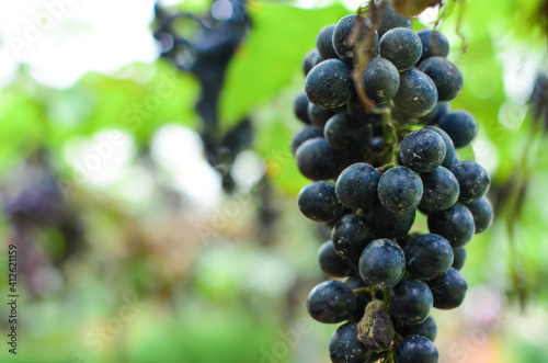 Branches of fresh grape growing fruit, plants, green leaves in grape vineyard. Natural light blurred background