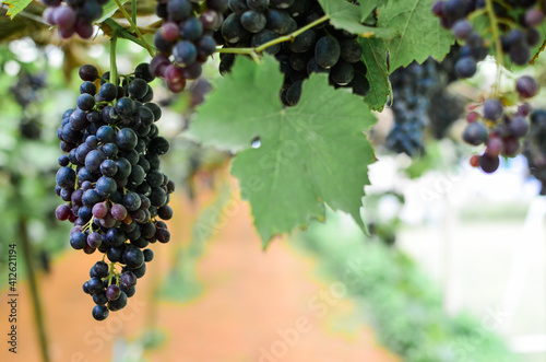 Branches of fresh grape growing fruit, plants, green leaves in grape vineyard. Natural light blurred background