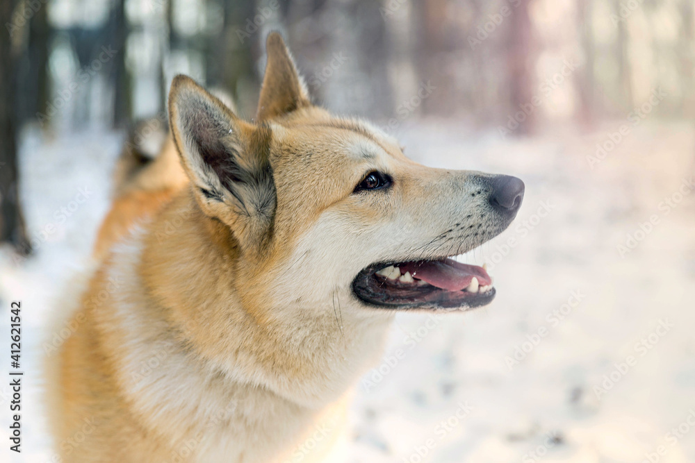 West siberian laika