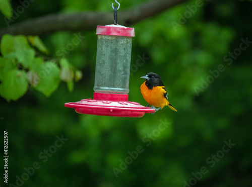 A pretty orange and black oriole rests on the side of a feeder in a Missouri backyard. Bokeh effect. © Picunique