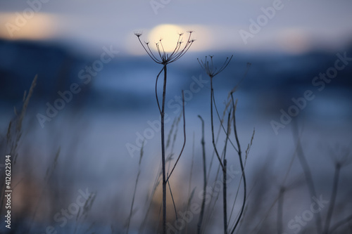 Winter twilight © liramaigums