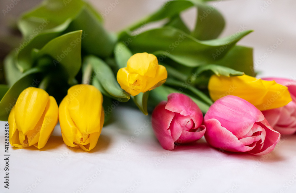 Obraz premium Yellow and pink tulips with green leaves on a white background