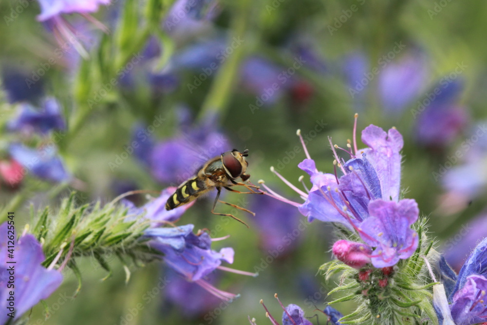 Petite abeille, Philanthe apivore en vol Petite abeille, Philanthe apivore en vol