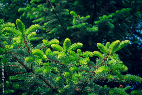 Young shoots of green spruce on a dark background.
