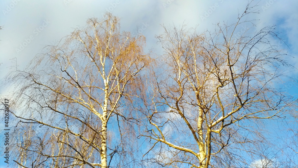 Birches against blue sky with clouds in cold weather Birches against blue sky with clouds in cold weather
