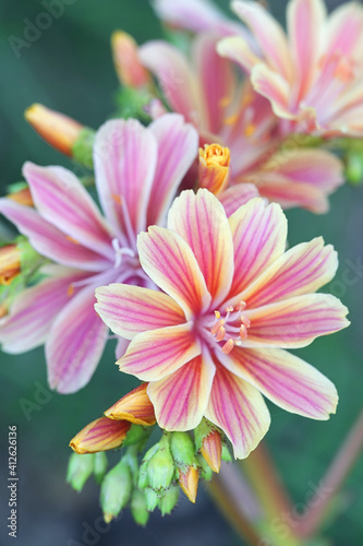 Lewisia cotyledon, known commonly as Siskiyou lewisia and cliff maids, an evergreen perennial garden plant