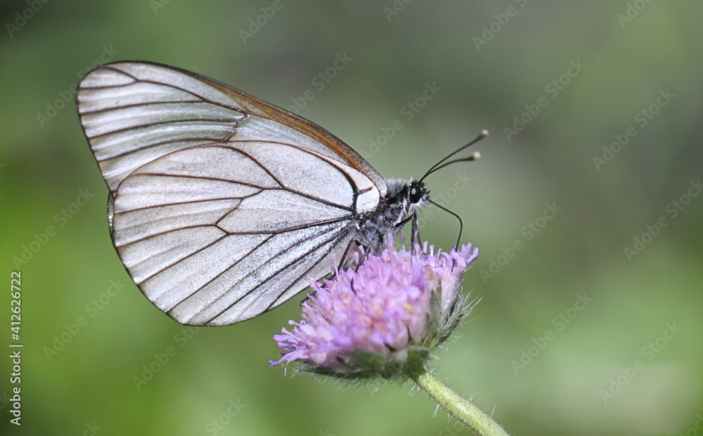Black-veined White, Aporia crataegi, a beautiful butterfly from Finland feeding on field scabious Black-veined White, Aporia crataegi, a beautiful butterfly from Finland feeding on field scabious