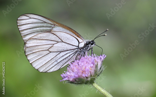 Black-veined White, Aporia crataegi, a beautiful butterfly from Finland feeding on field scabious