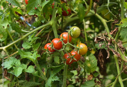 Tomatoes growing in agricultural garden