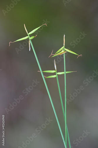 Carex pauciflora, commonly known as few-flowered sedge © Henri Koskinen