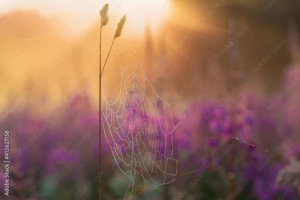 Background of ivan-tea flowers in the morning in the sun Background of ivan-tea flowers in the morning in the sun