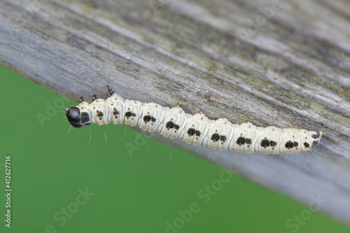 Caterpillar of bird-cherry ermine, Yponomeuta evonymella photo