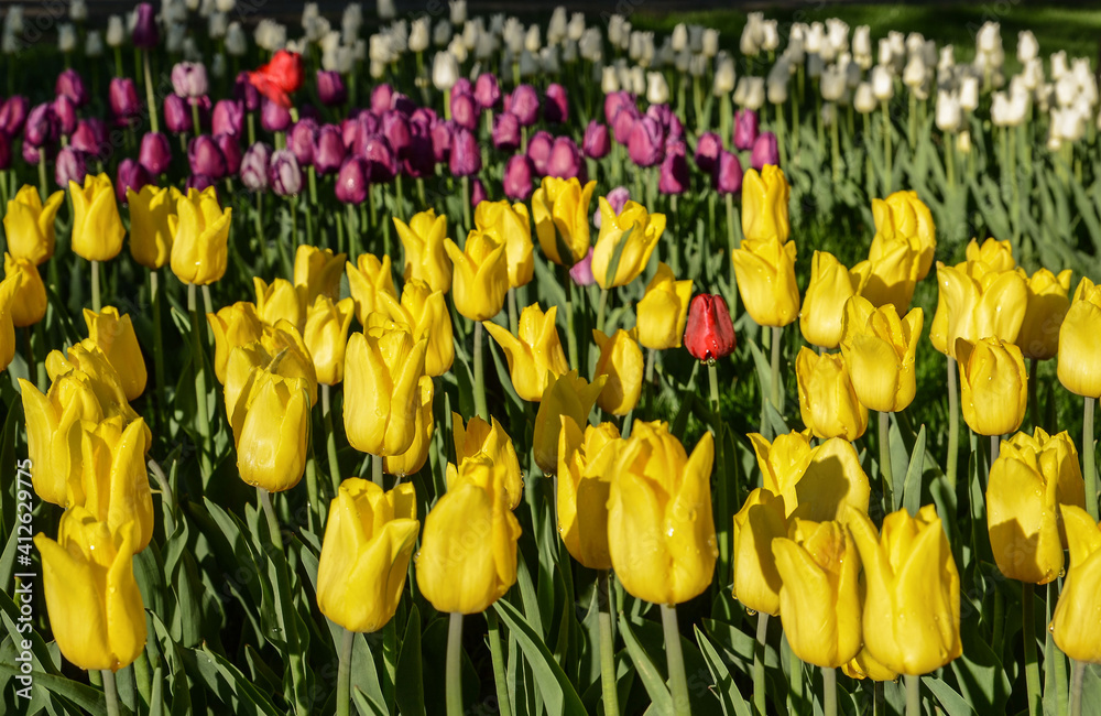 yellow tulips in the flowerbed very beautiful gift for mother's day on March 8 very nice yellow tulips in the flowerbed very beautiful gift for mother's day on March 8 very nice
