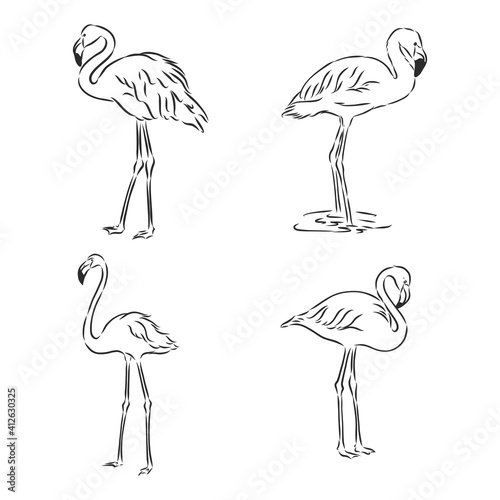 flamingo hand drawn vector llustration realistic sketch. flamingo, vector sketch illustration