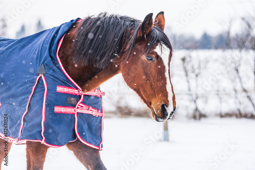 Horse wearing  a blue rug - a covering that protects the horse from the cold. The horse is looking straight into the lens. A cold, sunny day in winter.