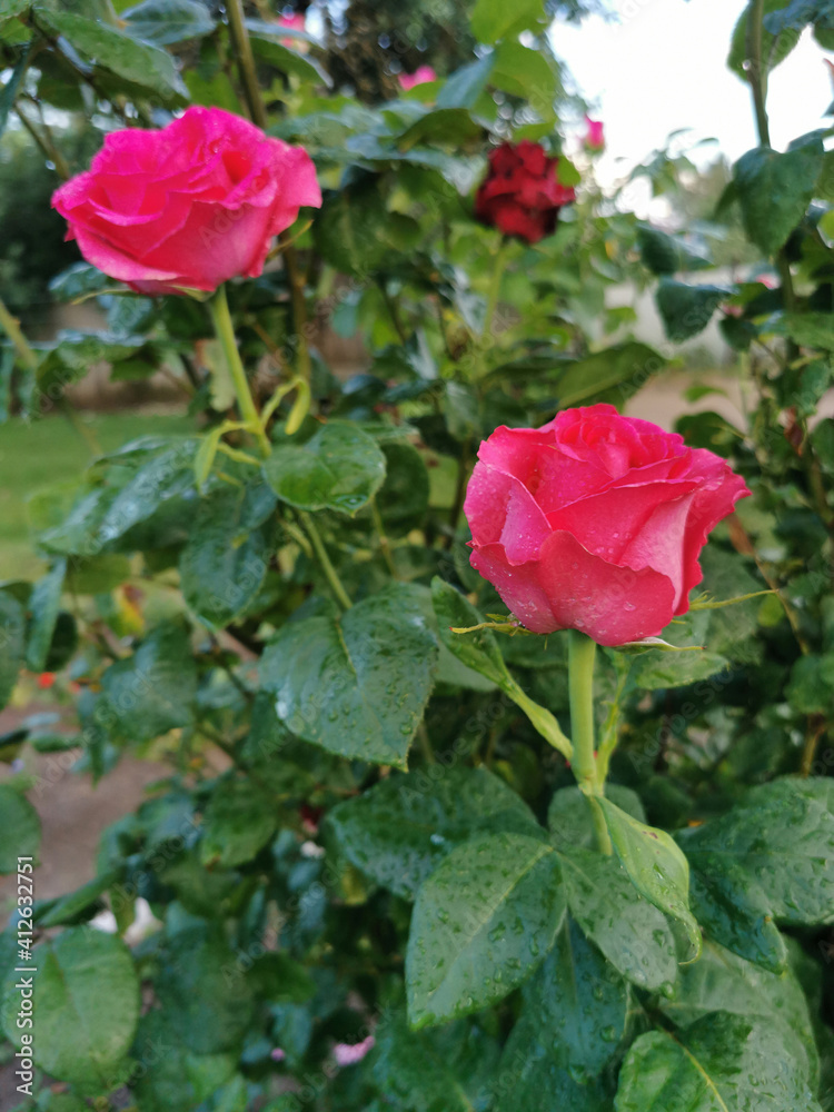 Bush with red-pink roses in the garden in summer