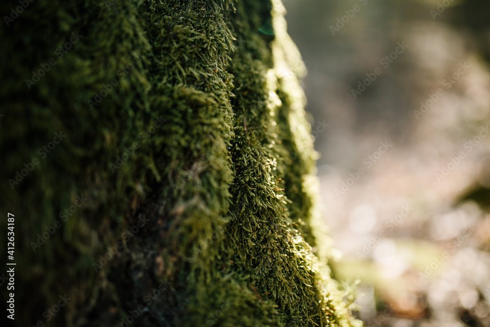 green lichen and moss on a tree trunk green lichen and moss on a tree trunk