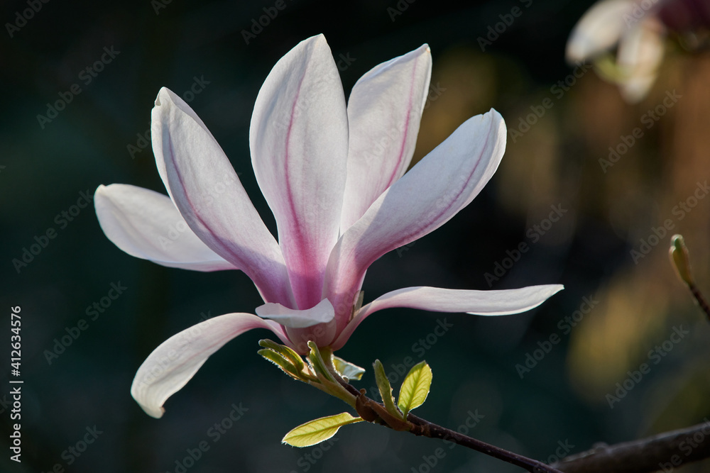 Fototapeta premium Magnolia Flower