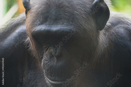 Photography Sad Monkey Face Ape Stock Photo Stock Images Stock Pictures